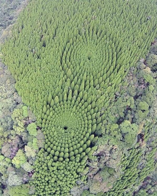جنگل های دایره ای شکل 